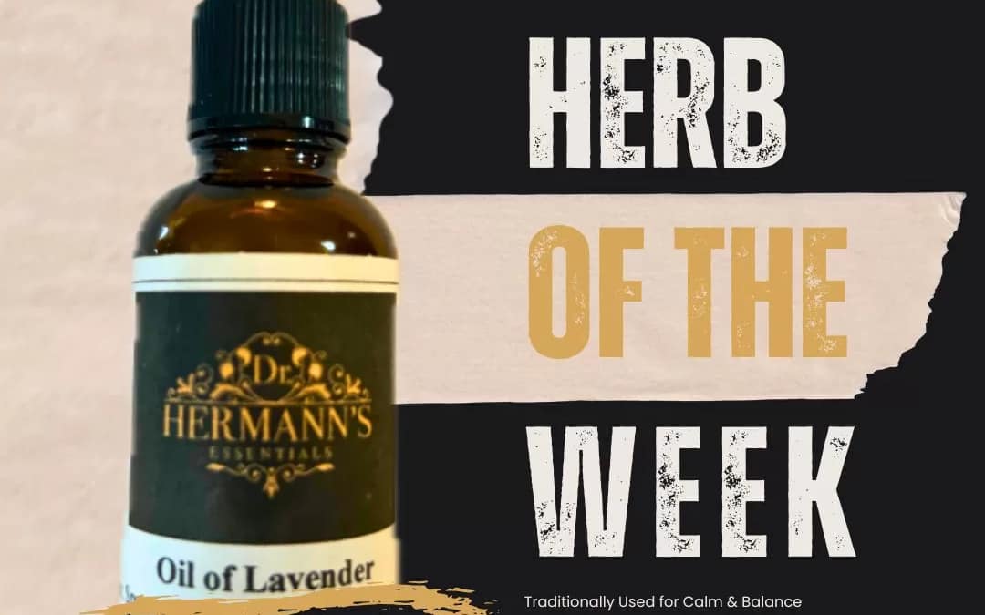 Lavender: The Timeless Herb of Calm, Comfort & Culinary Delight