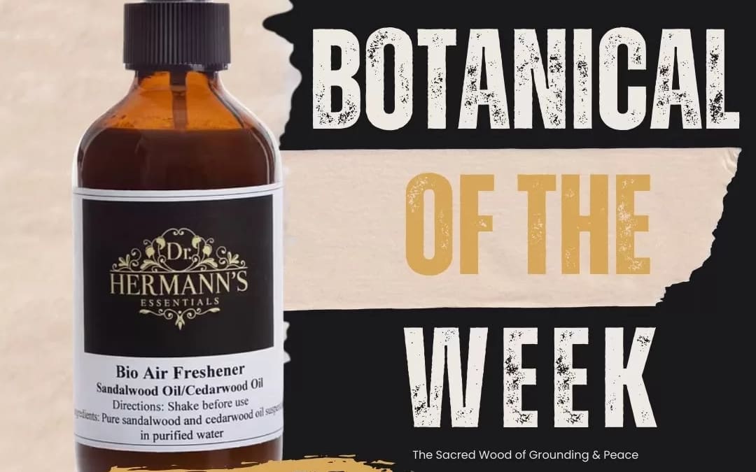 Sandalwood: The Sacred Wood of Grounding, Peace & Timeless Elegance