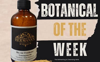 Lemongrass: The Zesty All-Rounder for Home and Wellness