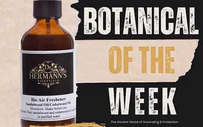 Cedarwood: The Ancient Guardian of Grounding, Purification & Stillness