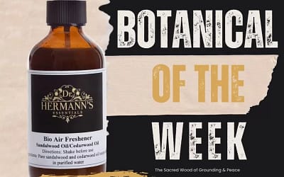 Sandalwood: The Sacred Wood of Grounding, Peace & Timeless Elegance