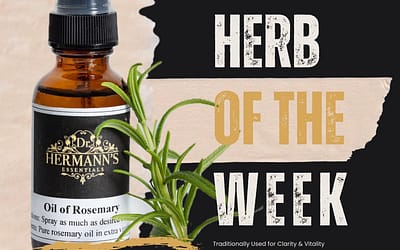 Rosemary: The Herb of Remembrance, Focus & Invigoration